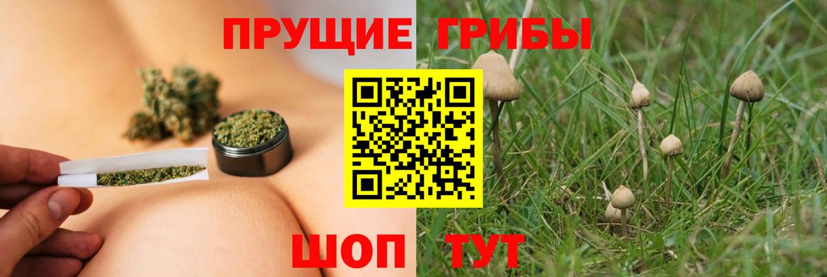 Галлюциногенные грибы Psilocybe Сургут